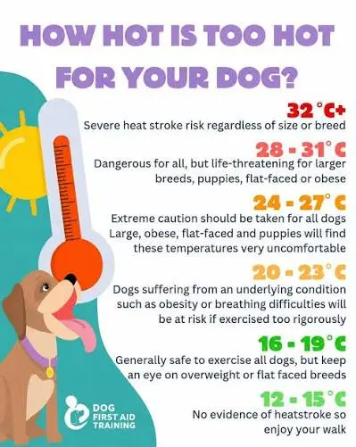 Impacts Your Dog's Daily Routine