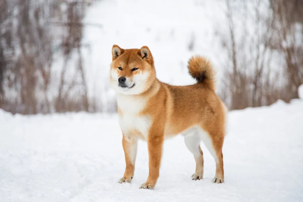 Choosing The Perfect Asian Breed For You