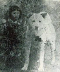 Uncovering The Origins Of The Akita Inu