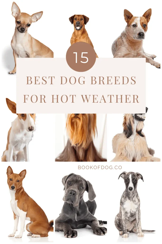 Best Dog Breeds for Hot and Humid Climates