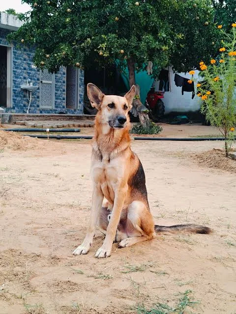 Best Dog Breeds for Pakistan