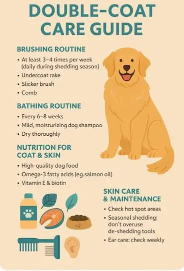 Coated Asian Dog Breeds