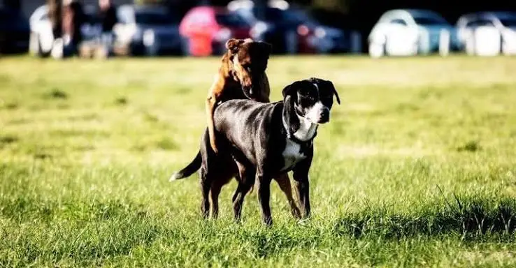 Dog Breeding Time: Best Time to Breed a Female Dog