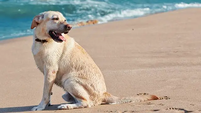 Dog Heatstroke Symptoms: Signs, Prevention & What to Do?