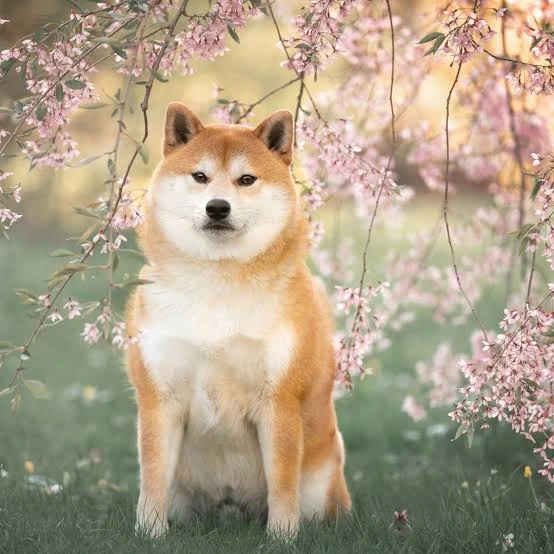 Asian dog breeds suited to different environments