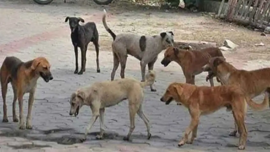 Dogs in Pakistan