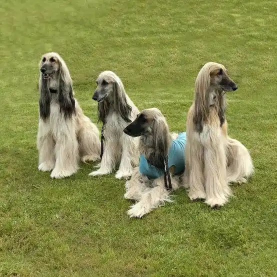 Dogs Live in Asia Afghan Hound