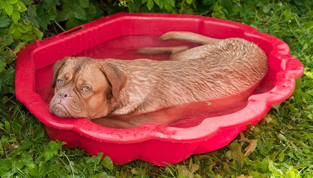 Ways to prevent heatstroke in dogs during hot weather