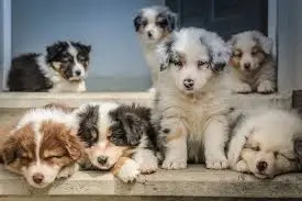 New Puppy Care Tips