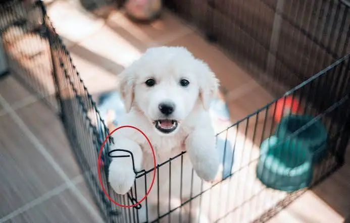 New Puppy Toys Checklist