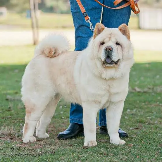 Raising Healthy Chow Chows In Warm Climates