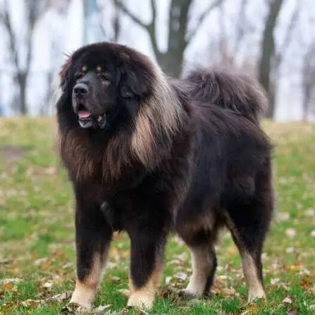 Tibetan Mastiff in a mountainous environment