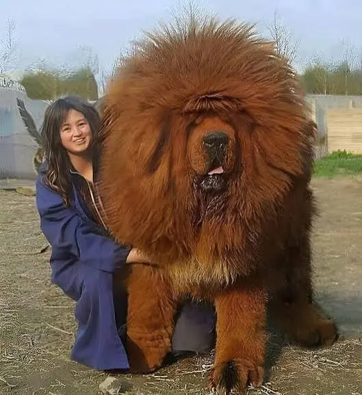Tibetan Mastiffs