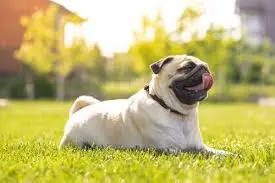 Dog Heatstroke Symptoms