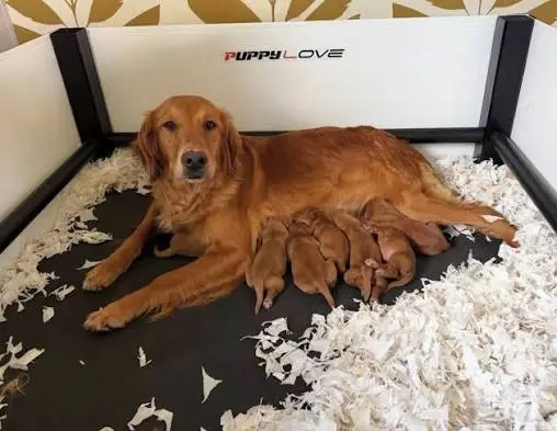 When is a Female Dog Ready to Mate