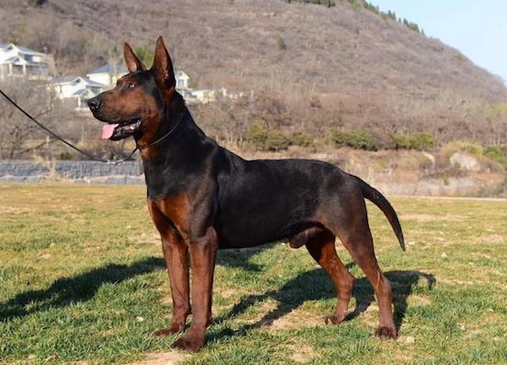 Top Ancient Dog Breeds From China
