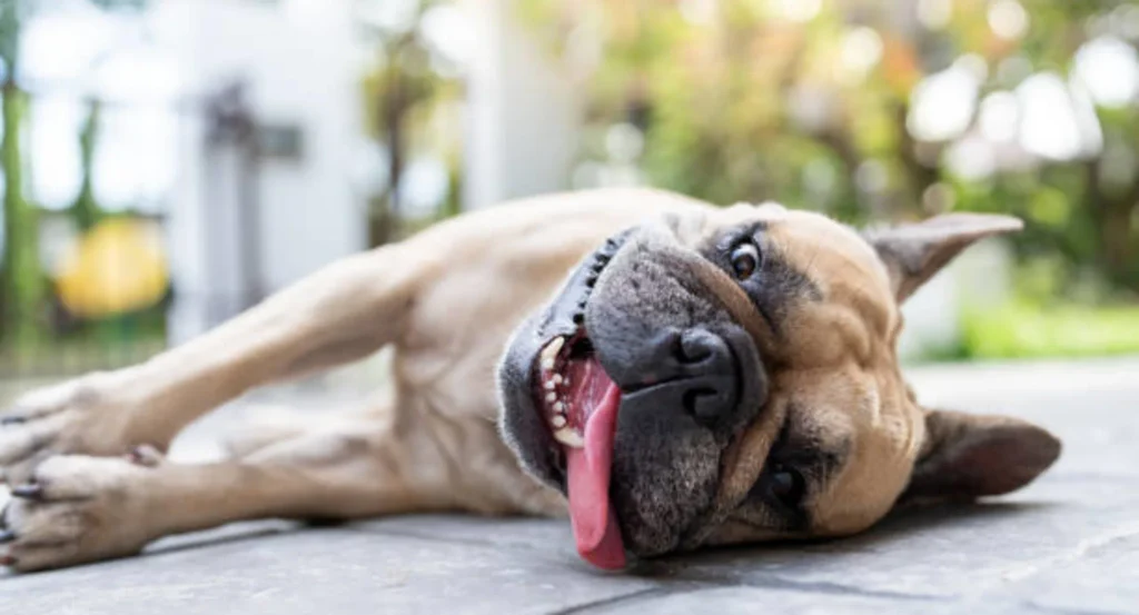 Dog cooling down during hot weather care