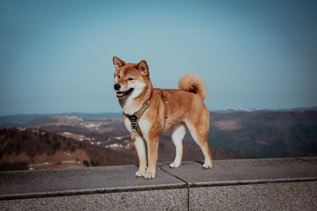 Best Dogs in Asia