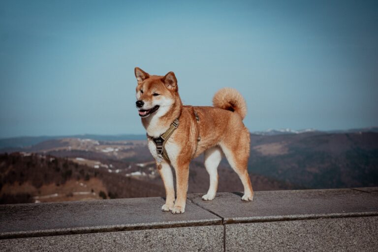 Best Dogs in Asia