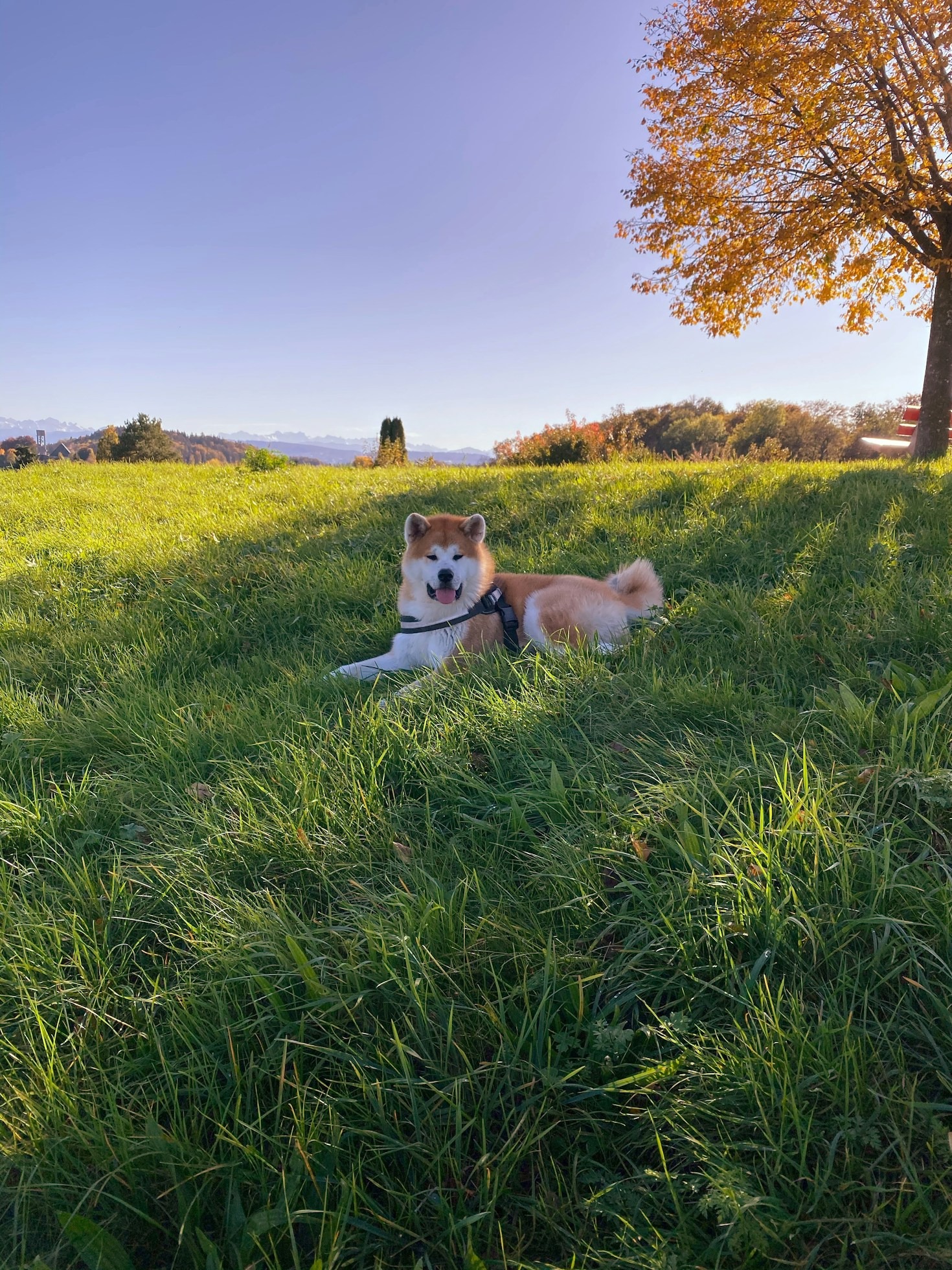 Essential Grooming Tips for Thick-Coated Asian Dog Breeds