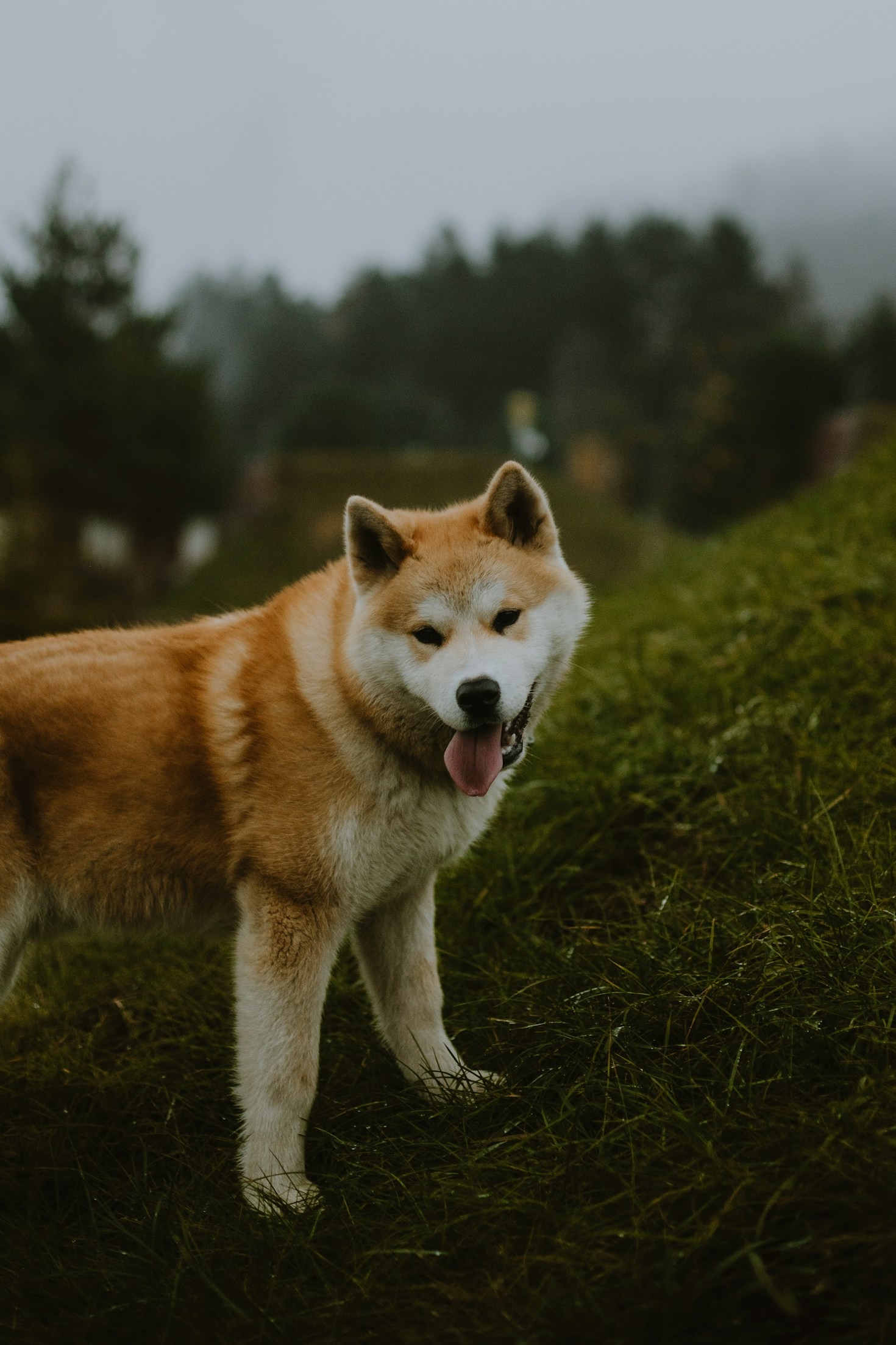 Uncovering The Origins Of The Akita Inu