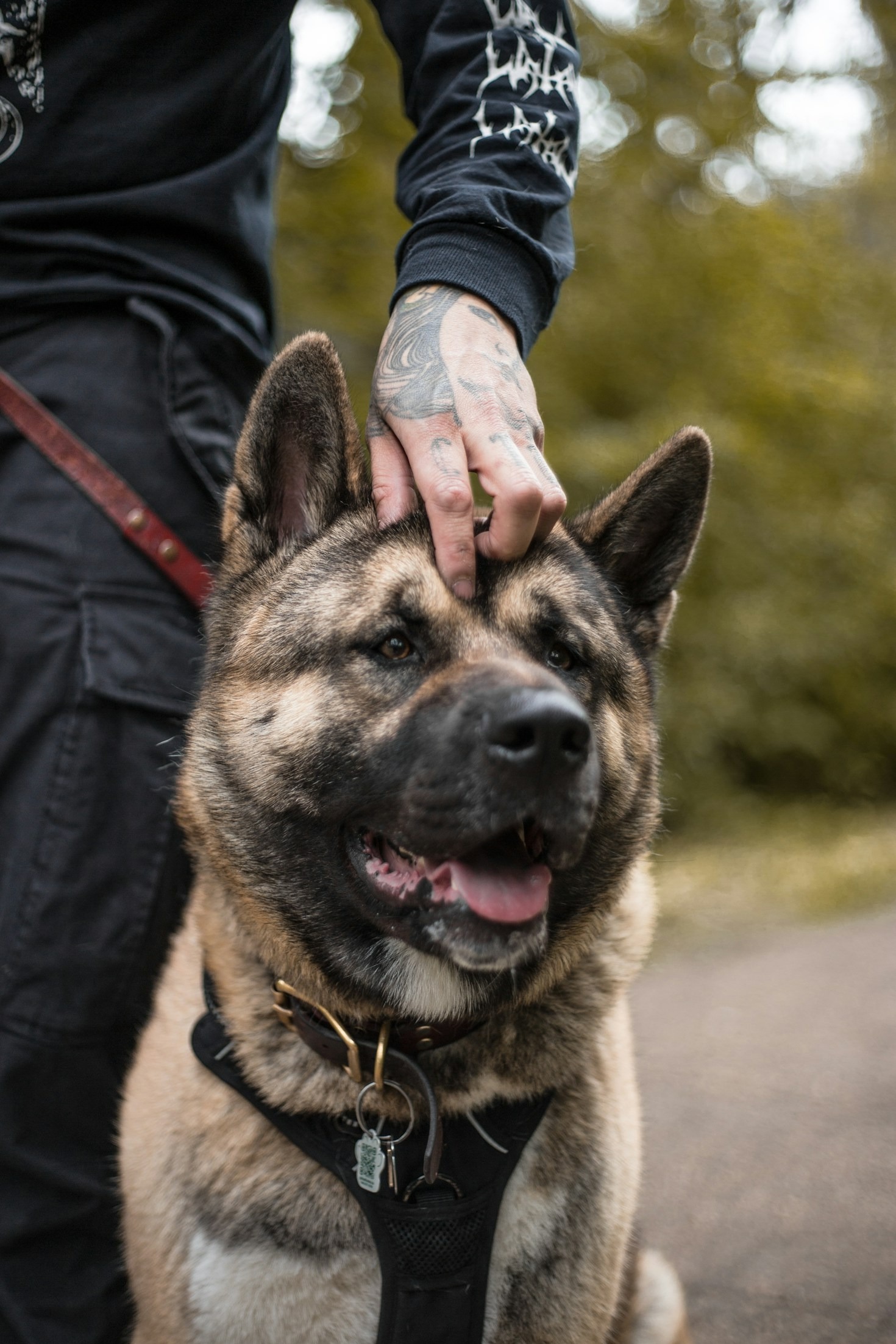 Choosing The Perfect Asian Breed For You
