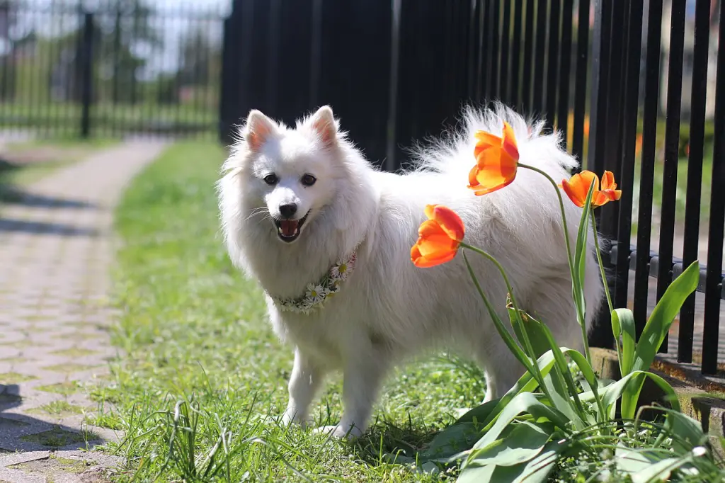 The Fascinating History of the Japanese Spitz