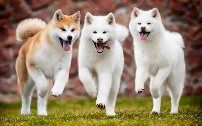 Asian dog breeds for families