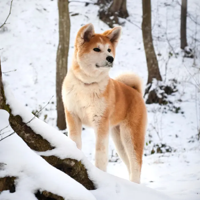 Best Cold Weather Dog Breeds for Asia