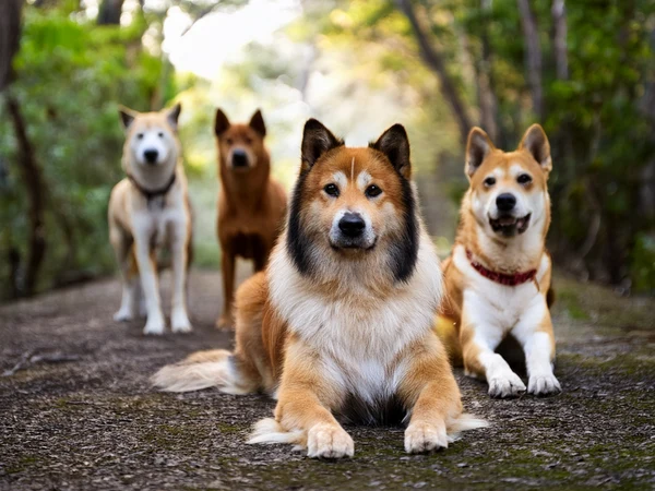 Asian Dog Breeds