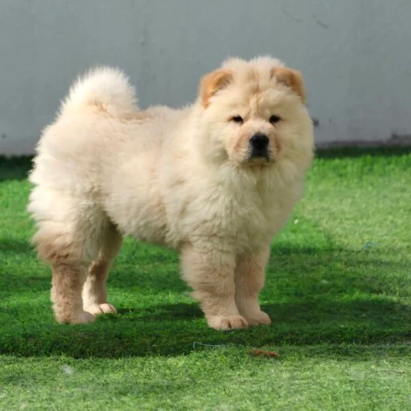 Chow Chow dog with its distinctive thick coat, a traditional Chinese dog breed