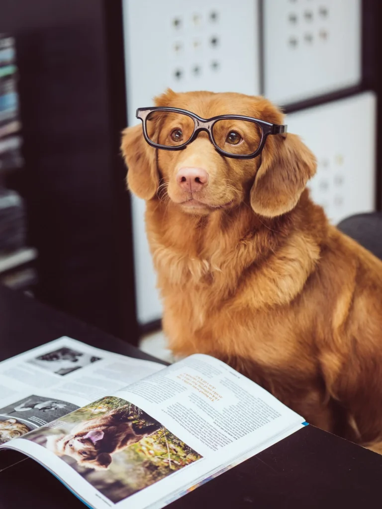 Dog grooming and coat care for different coat types