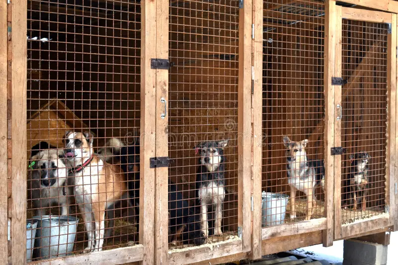 Adopted dog waiting in an animal shelter