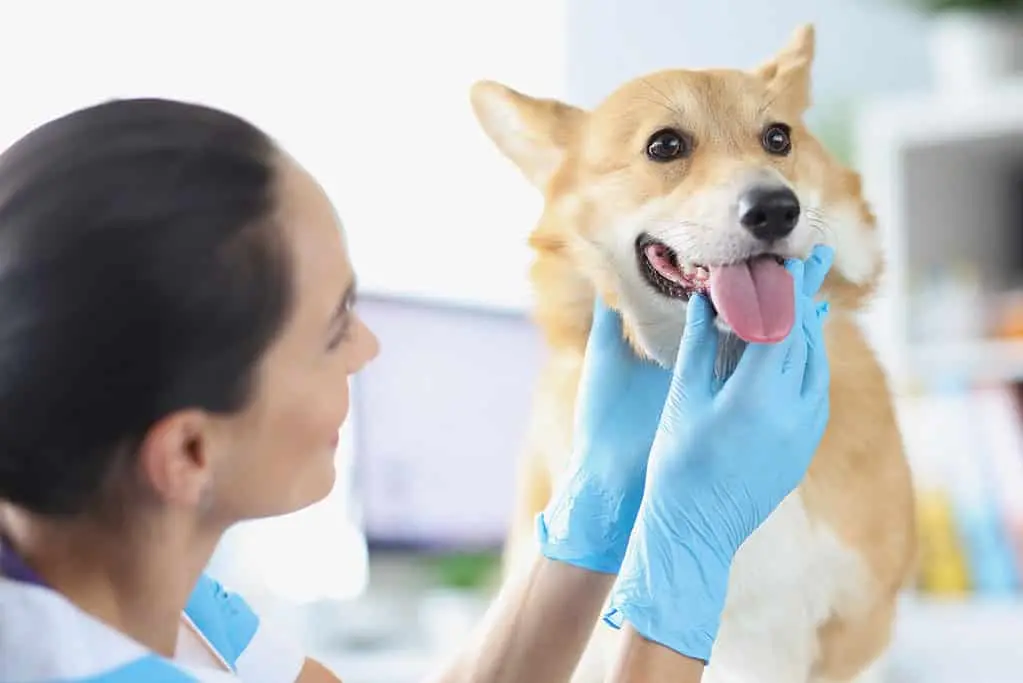 Dog Care in Asia