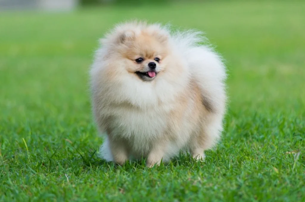 Dogs Live in Asia Pomeranian