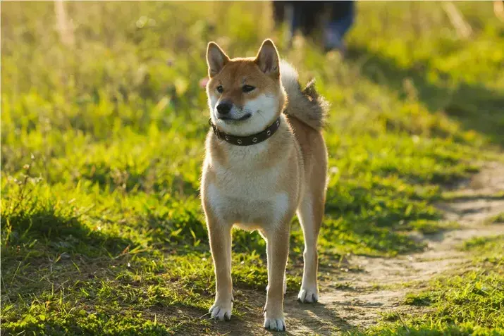 Shiba Inu dog standing outdoors, a well-known Japanese dog breed