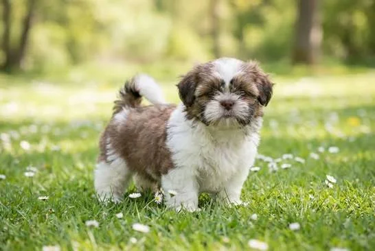 Dogs Live in Asia Shih Tzu