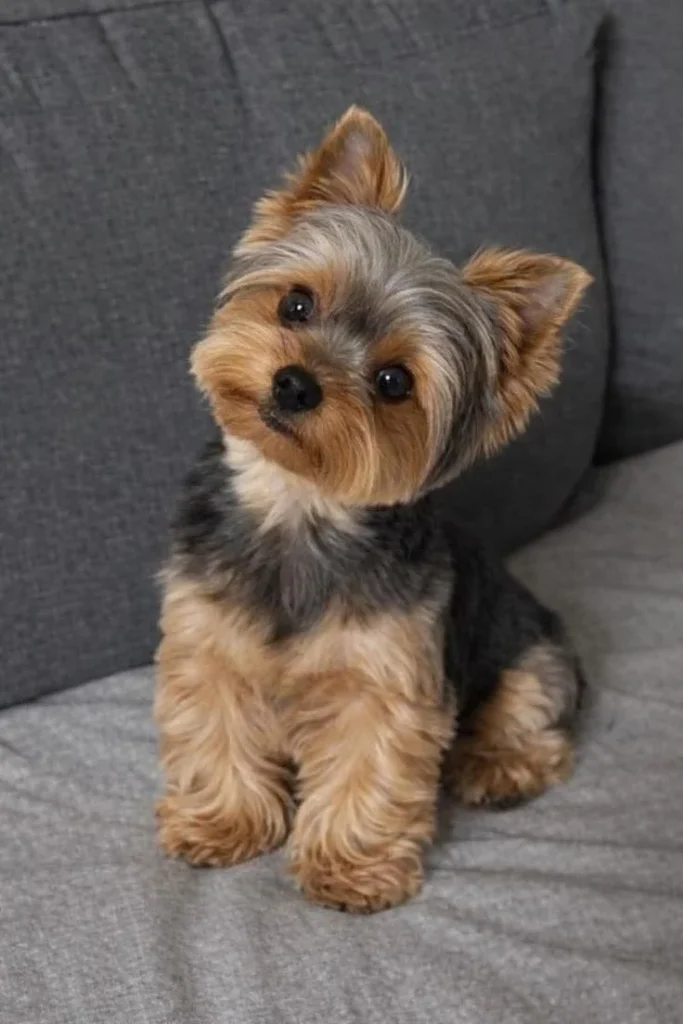 Dogs live in asia Yorkshire Terrier