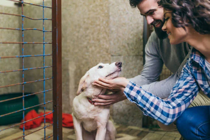 Dog adoption at home with a family welcoming their adopted dog