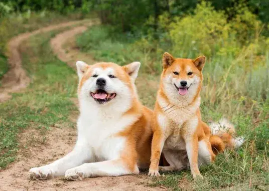Popular Asian dog breeds including Shiba Inu, Akita, Chow Chow and Shih Tzu